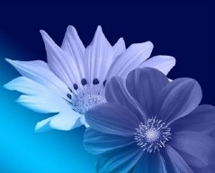 Purple Header Flowers_498x400px_Flipped