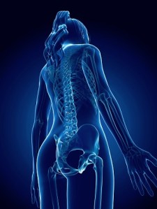 Female Spine_Two-Thirds View_Blue